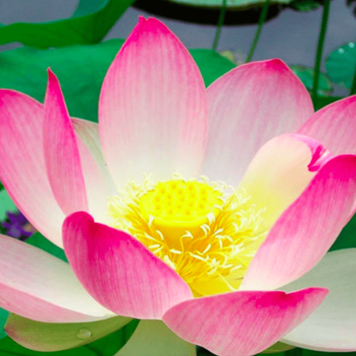 Openness Meditation by Teal Swan