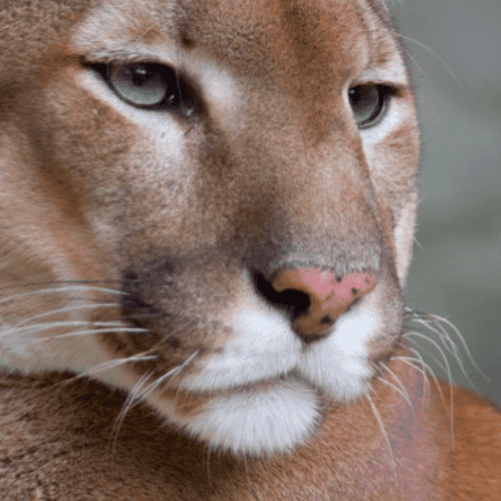 Spirit Animal Meditation by Teal Swan