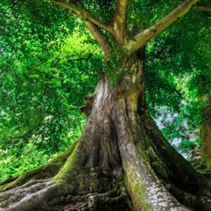 Tree Meditation by Teal Swan